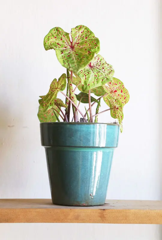 Caladium Miss Muffet