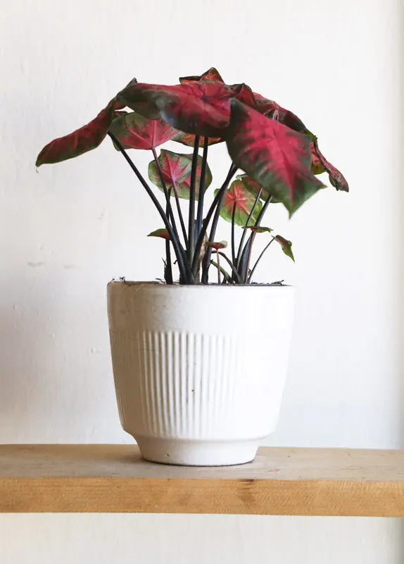 Caladium Freida Hemple