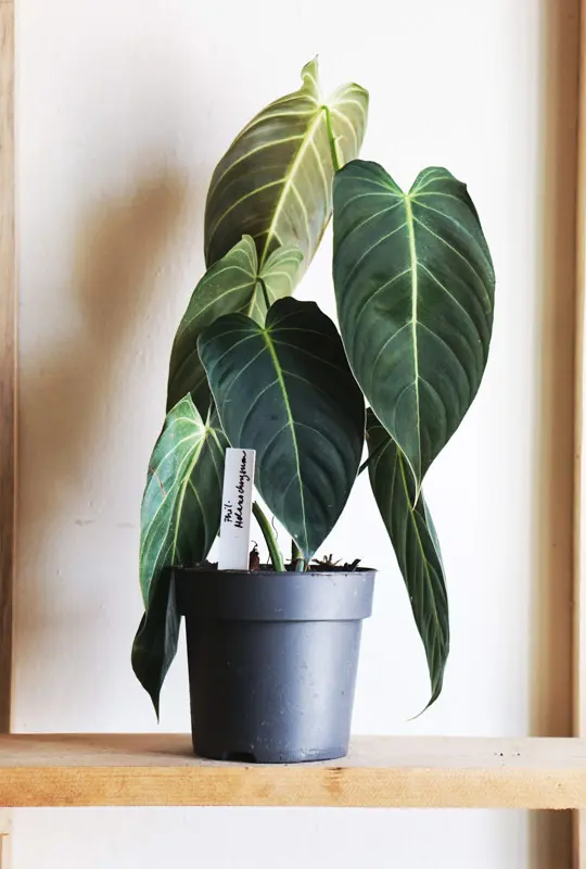 Philodendron Melanochrysum (Zachráň ma)