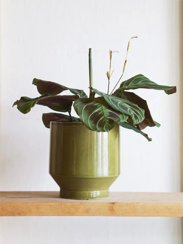 Maranta NoID "Cat Moustache" exclusive