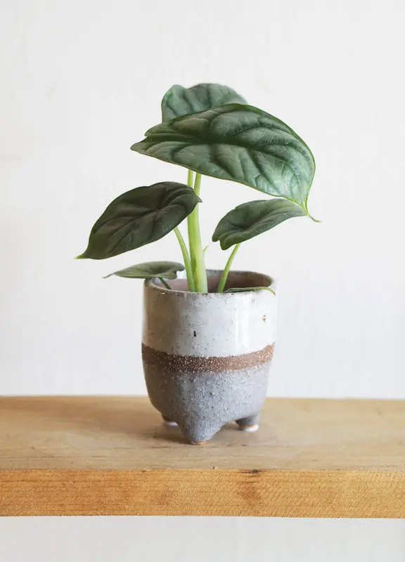 Baby Alocasia Silver Dragon