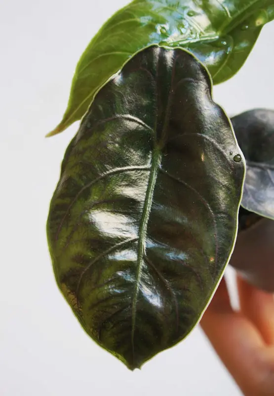 Alocasia Azlanii