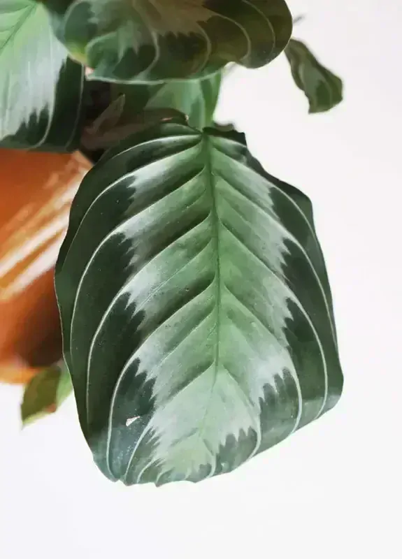 Maranta Silver Band