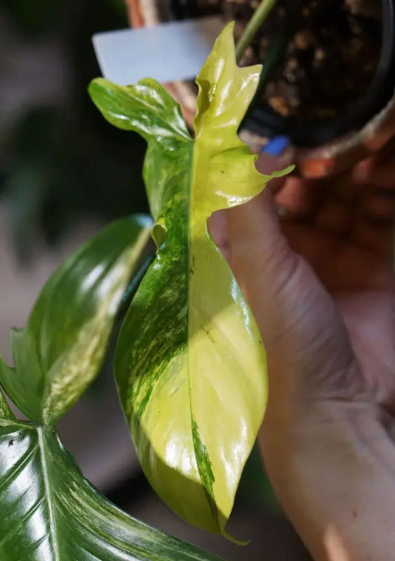 Baby Philodendron Florida Beauty (seedling) (Zachráň ma)