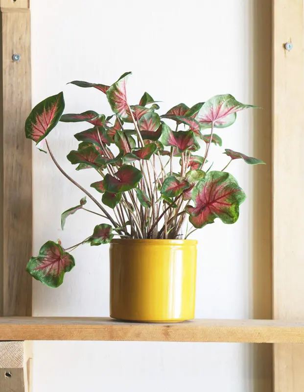Caladium bicolor