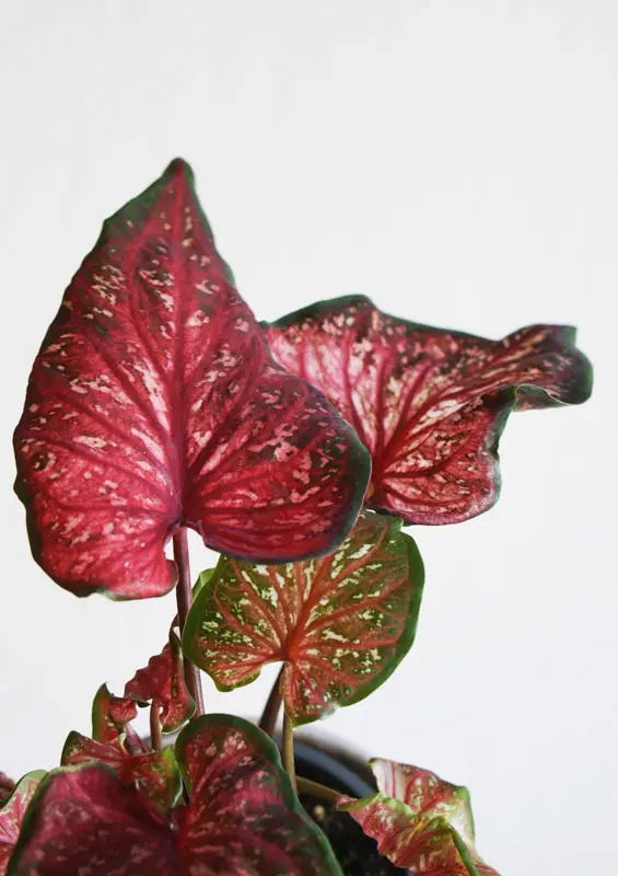 Caladium Scarlet Flame