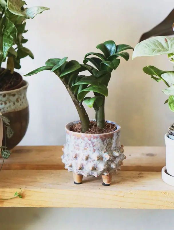 Zamioculcas Zenzi nad 90€