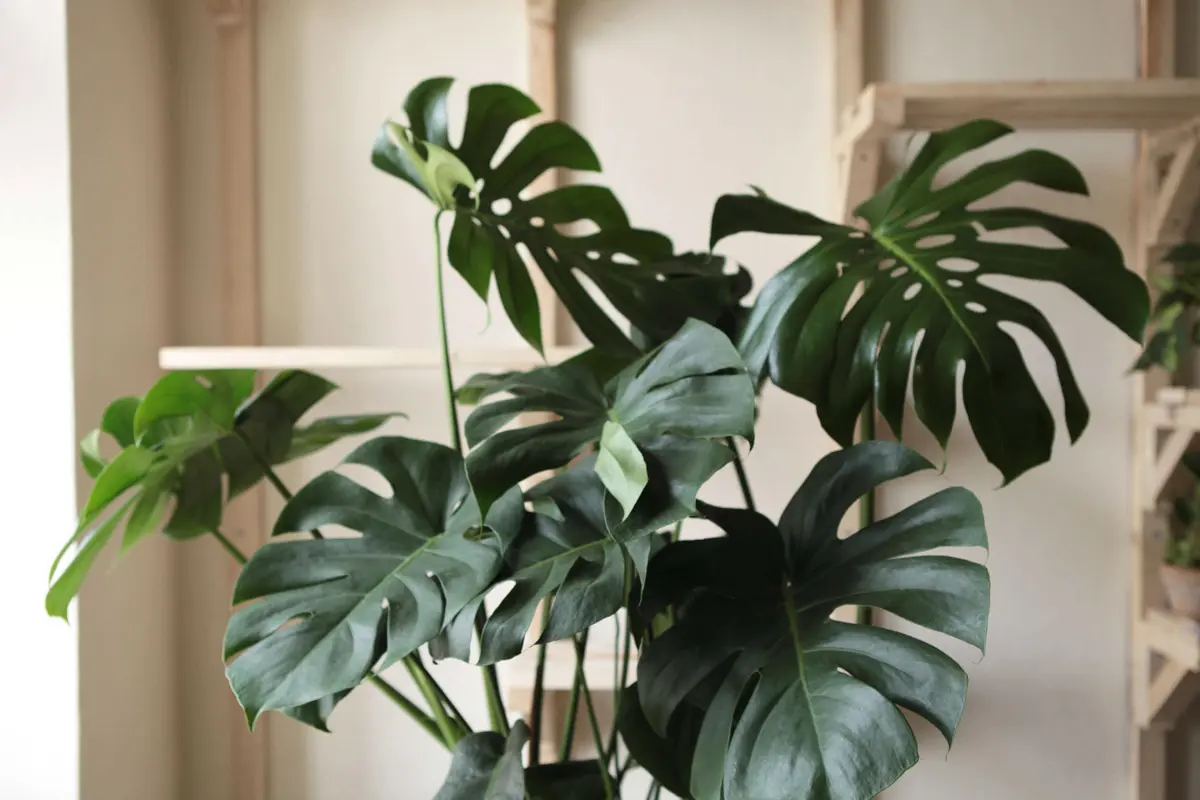 Monstera Deliciosa pravá (Len osobne)