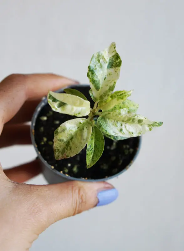 Baby Ficus Shivereana "Moonshine" 