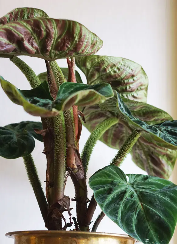Philodendron Verrucosum incensi