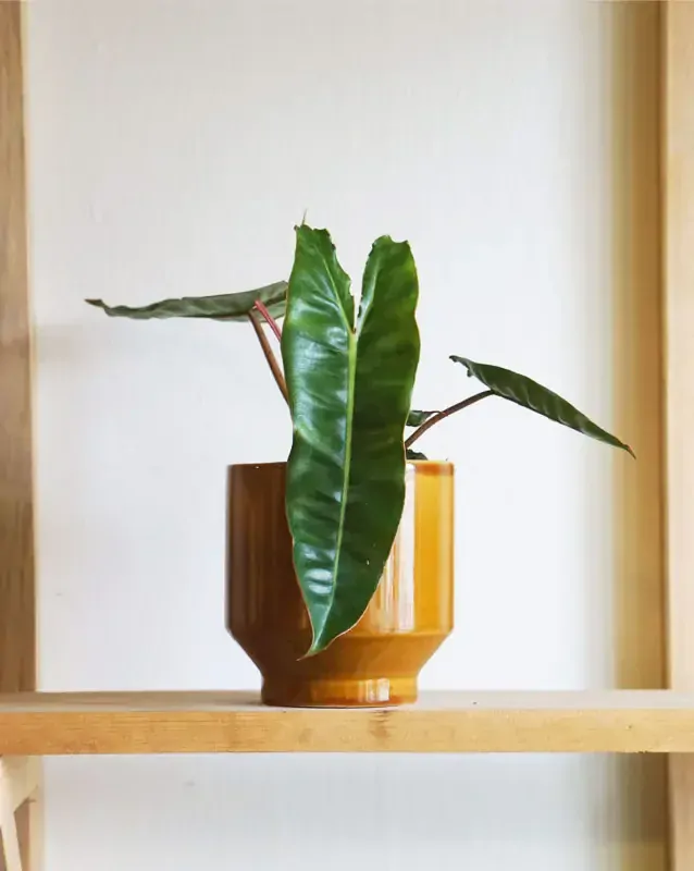 Philodendron Billietiae