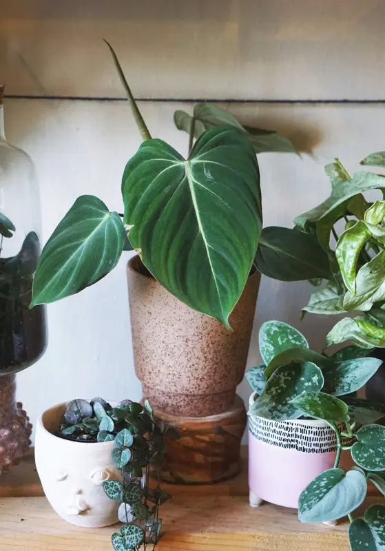 Philodendron Gloriosum