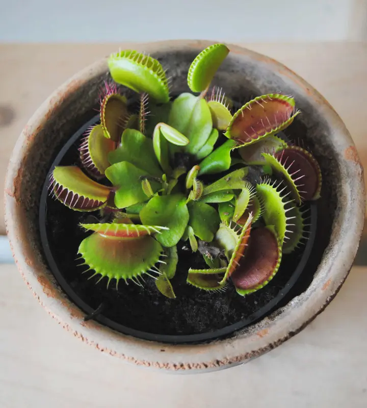 DIONAEA MUSCIPULA - Mucholapka -mäsožravka -