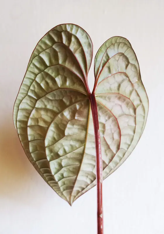 Anthurium Luxurians