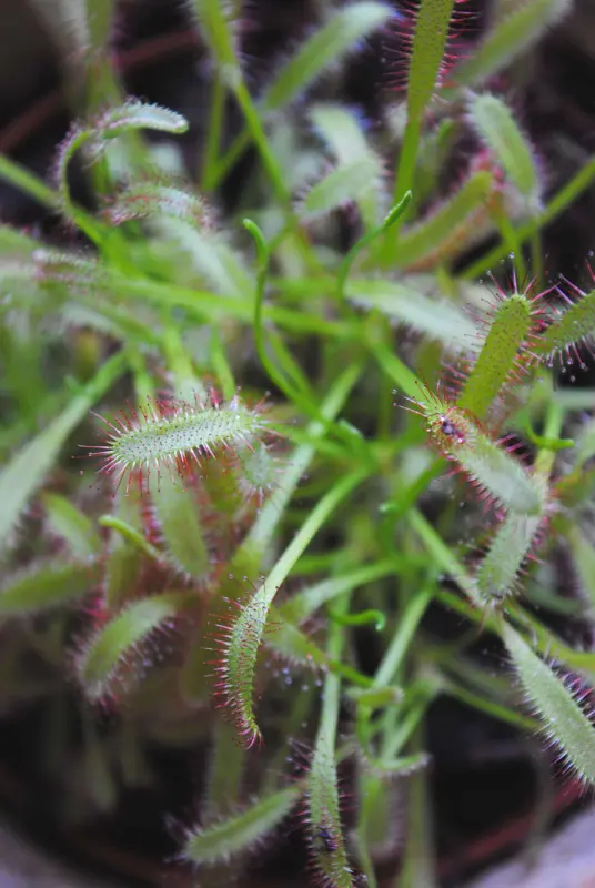 Drosera Broomensis - Rosička