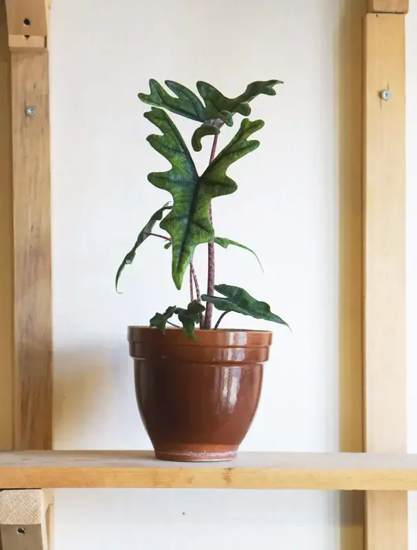 Alocasia Jacklyn