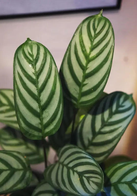 Ctenanthe Setosa