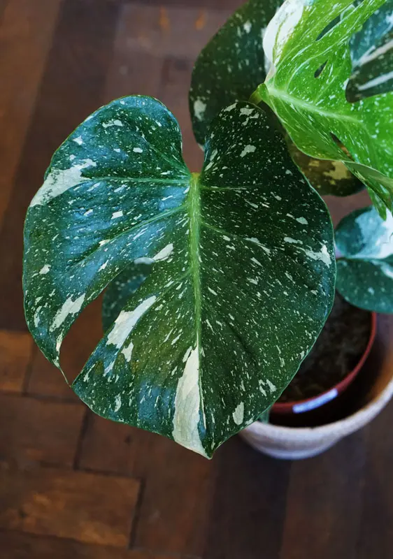 Monstera Thai Constellation (náhodné viac variegované kúsky)