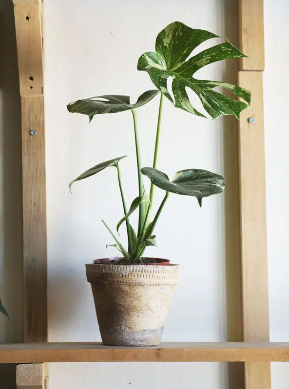 Monstera Thai Constellation (náhodný kus)