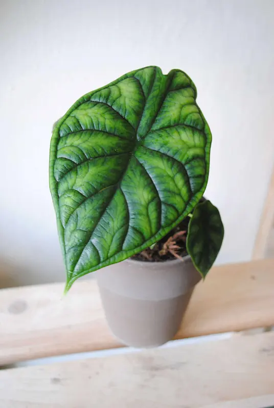 Alocasia Dragon Scale "sport variegata"