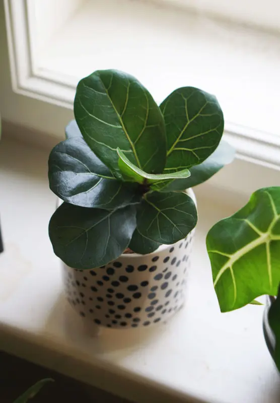 Baby Ficus Lyrata Bambino