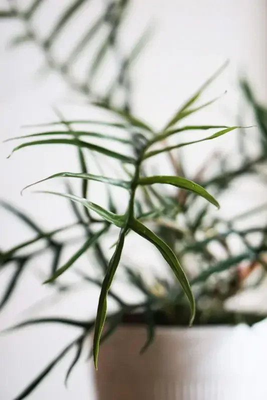 Philodendron polypodioides Tortum