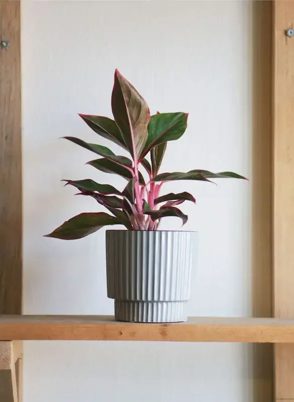 Aglaonema Crete