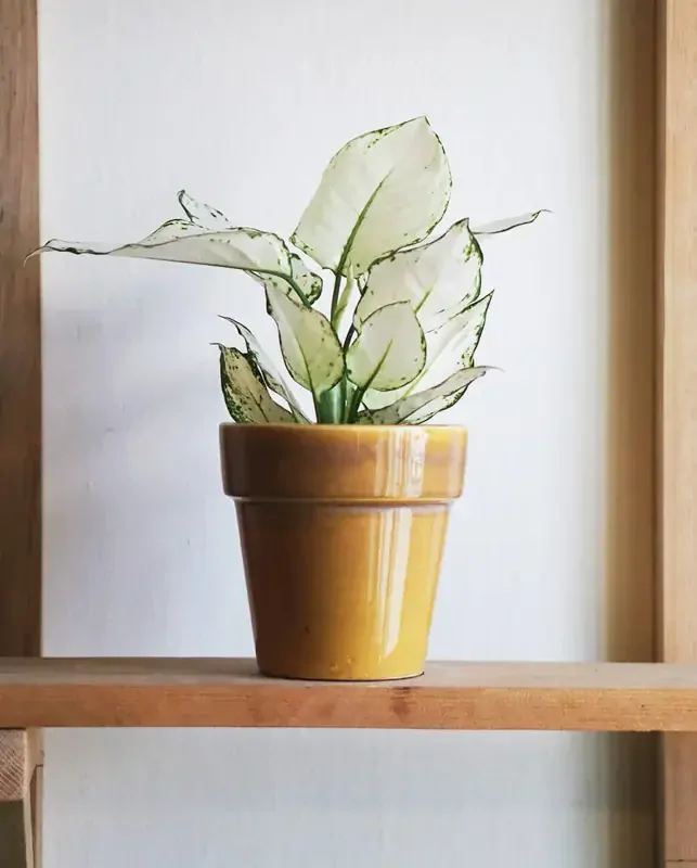Aglaonema White Joy