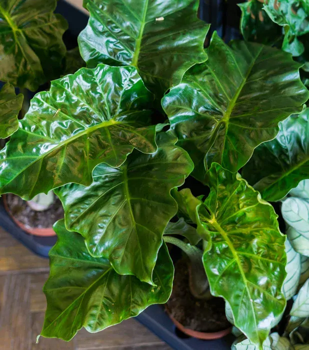 Alocasia Portora Low Rider