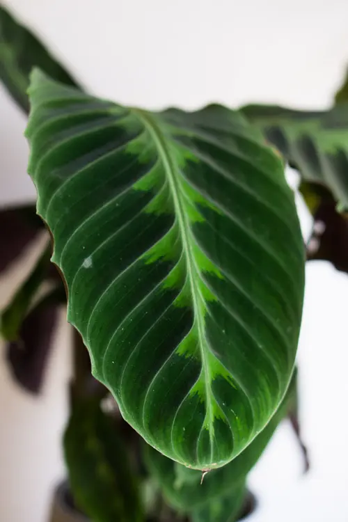 Calathea Warscewiczii XL