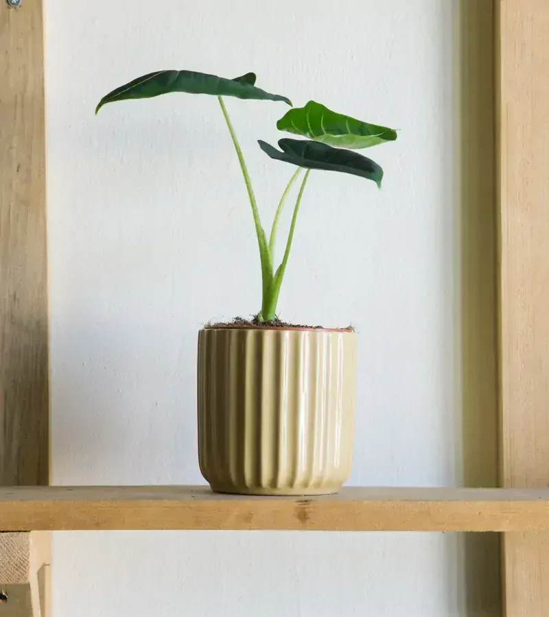 Alocasia Micholitziana Frydek (malé)