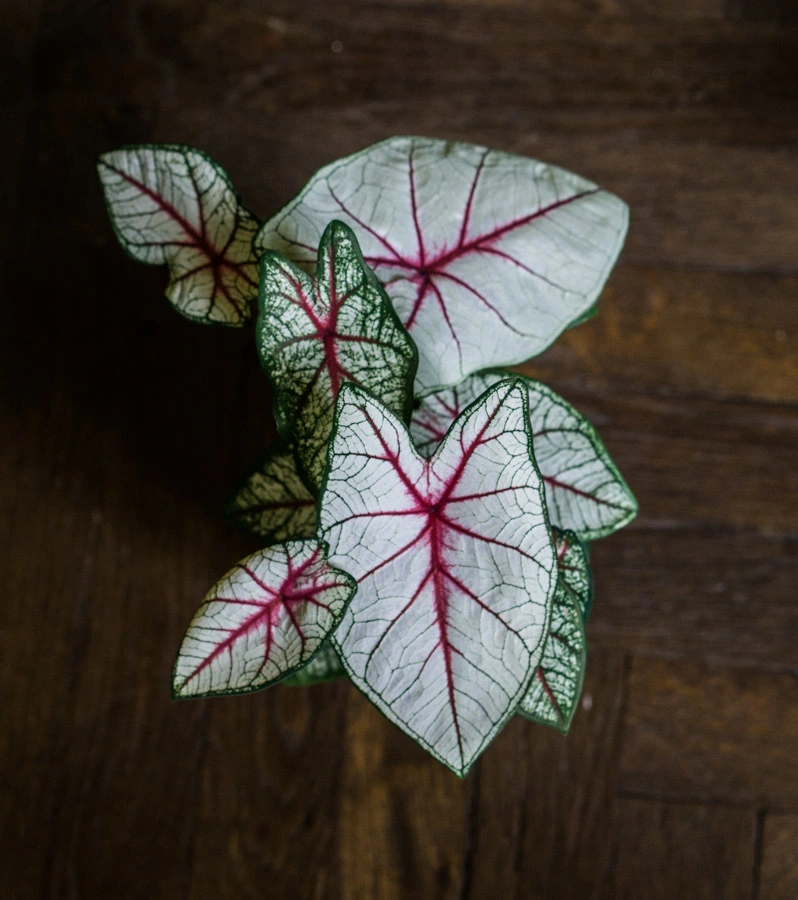 Caladium White Queen