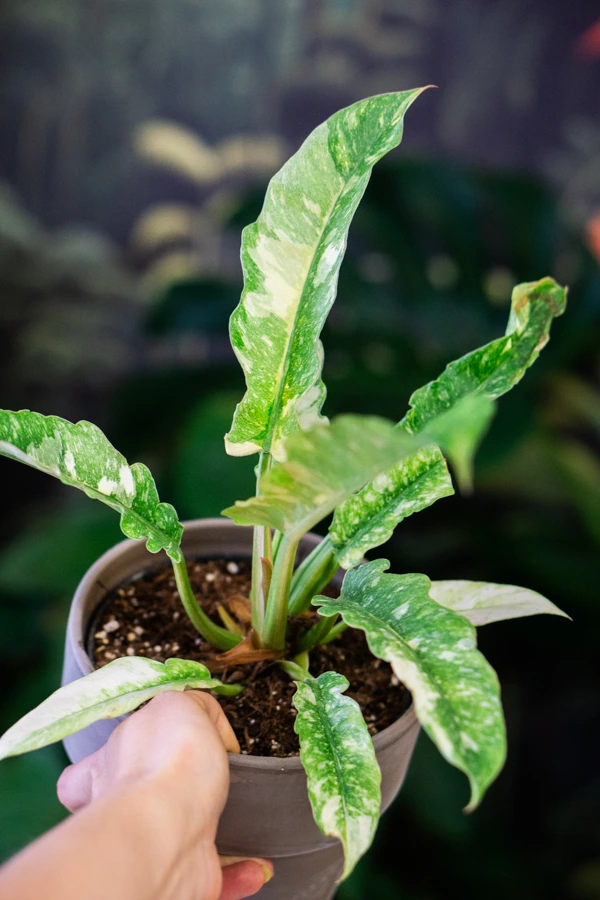 Philodendron Ring of Fire