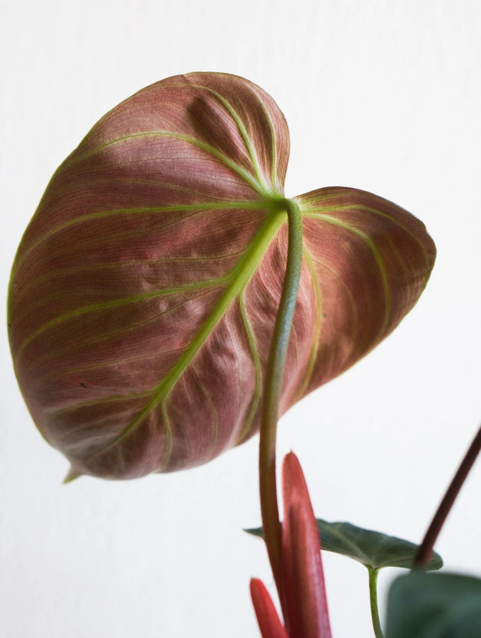 Philodendron El Choco red /rubrijuvenile