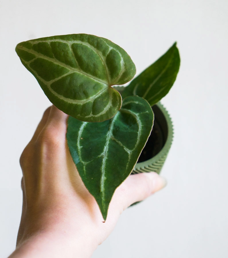 Baby Anthurium Crystallinum 