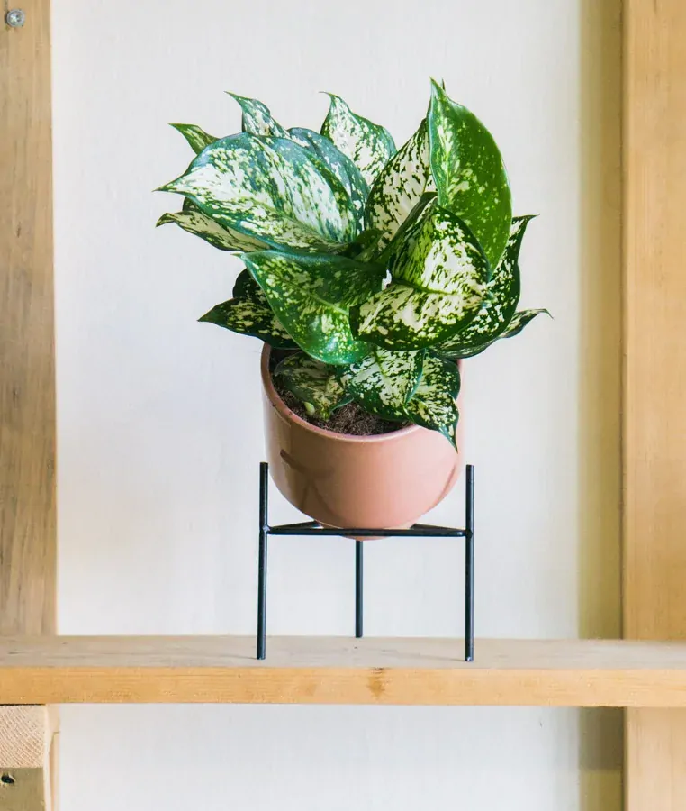 Aglaonema Snow White