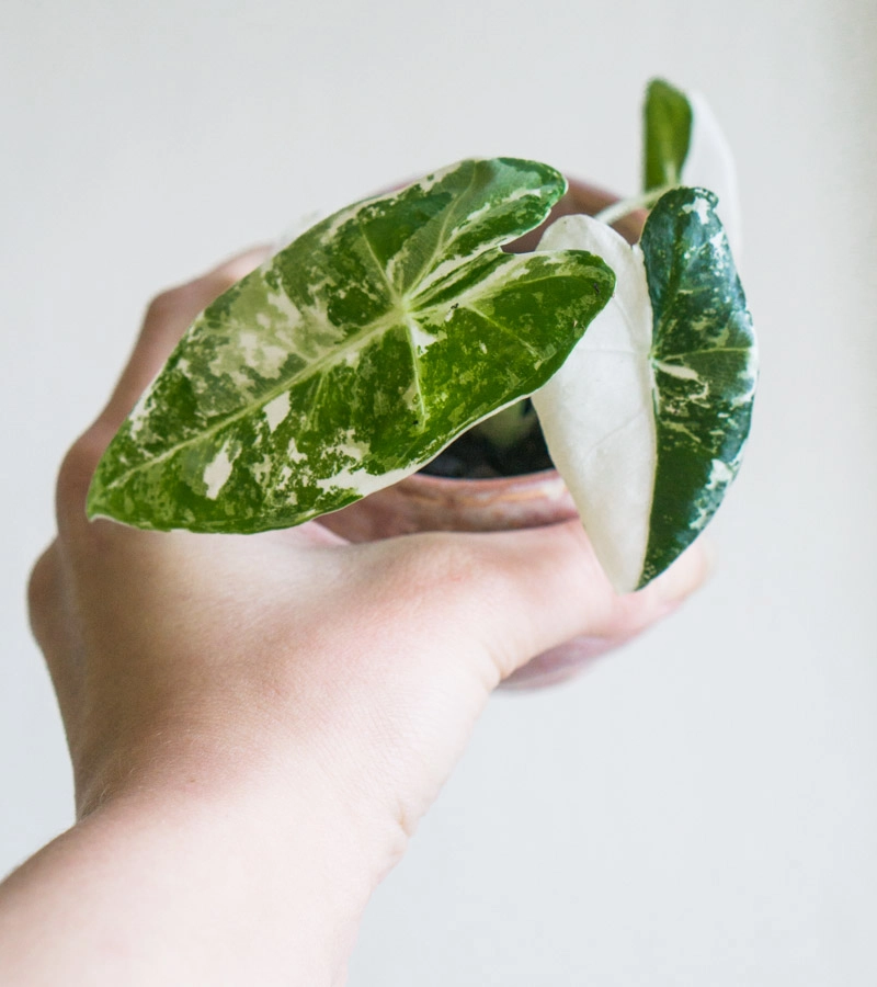 Baby Alocasia Micholitziana Frydek variegata (náhodný kus)