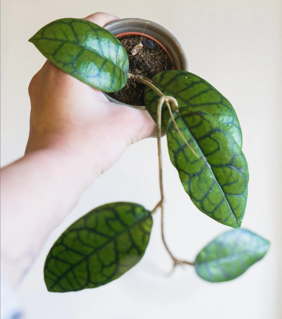 Baby Hoya Callistophylla "Black Cat"