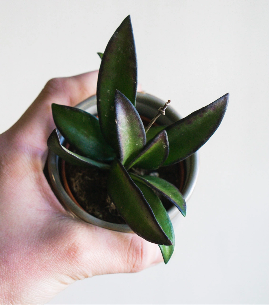 Hoya tricolor Rosita