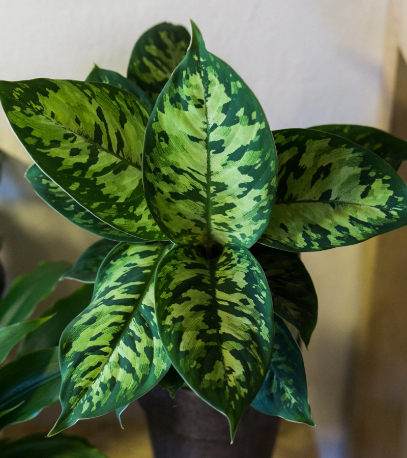 Homalomena Camouflage (Zachráň ma)