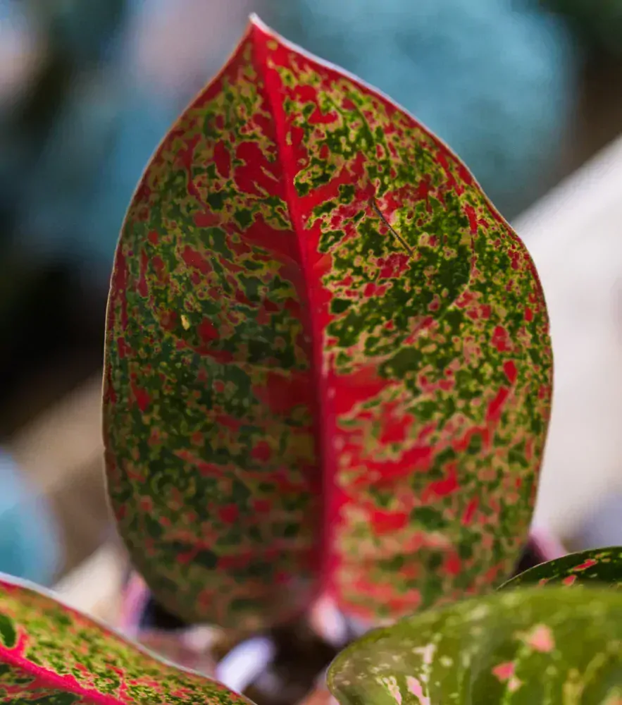 Aglaonema Legacy