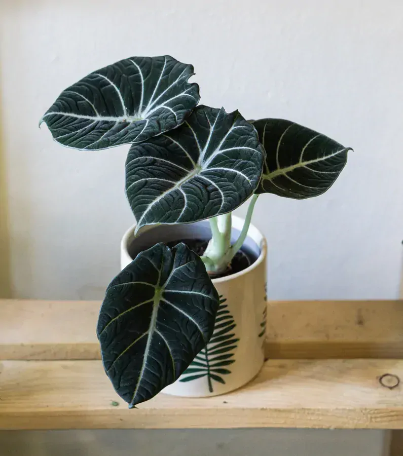 Alocasia Black Velvet
