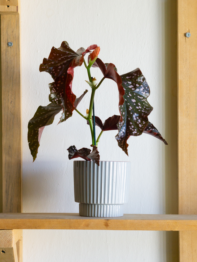 Begonia "Cracklin Rosie" 