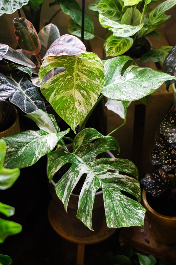 Monstera Deliciosa Albo variegata - Panašovaná Monstera