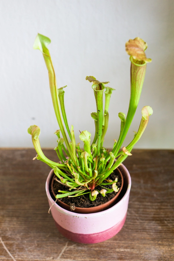 Sarracenia purpurea 'Vogel'- mäsožravka