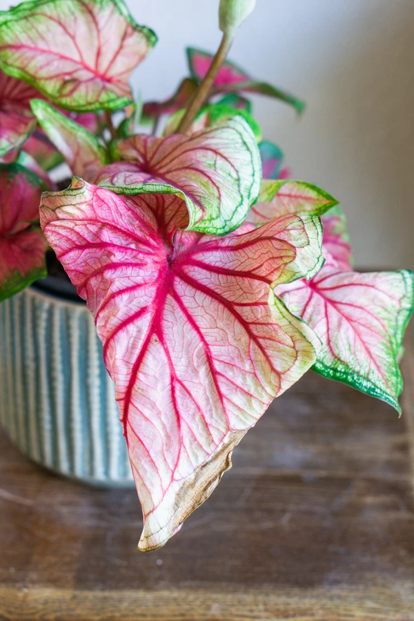 Caladium Party Punch