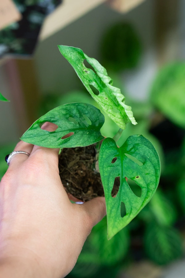 Baby Monstera adansonii Mint (Mega cena!)