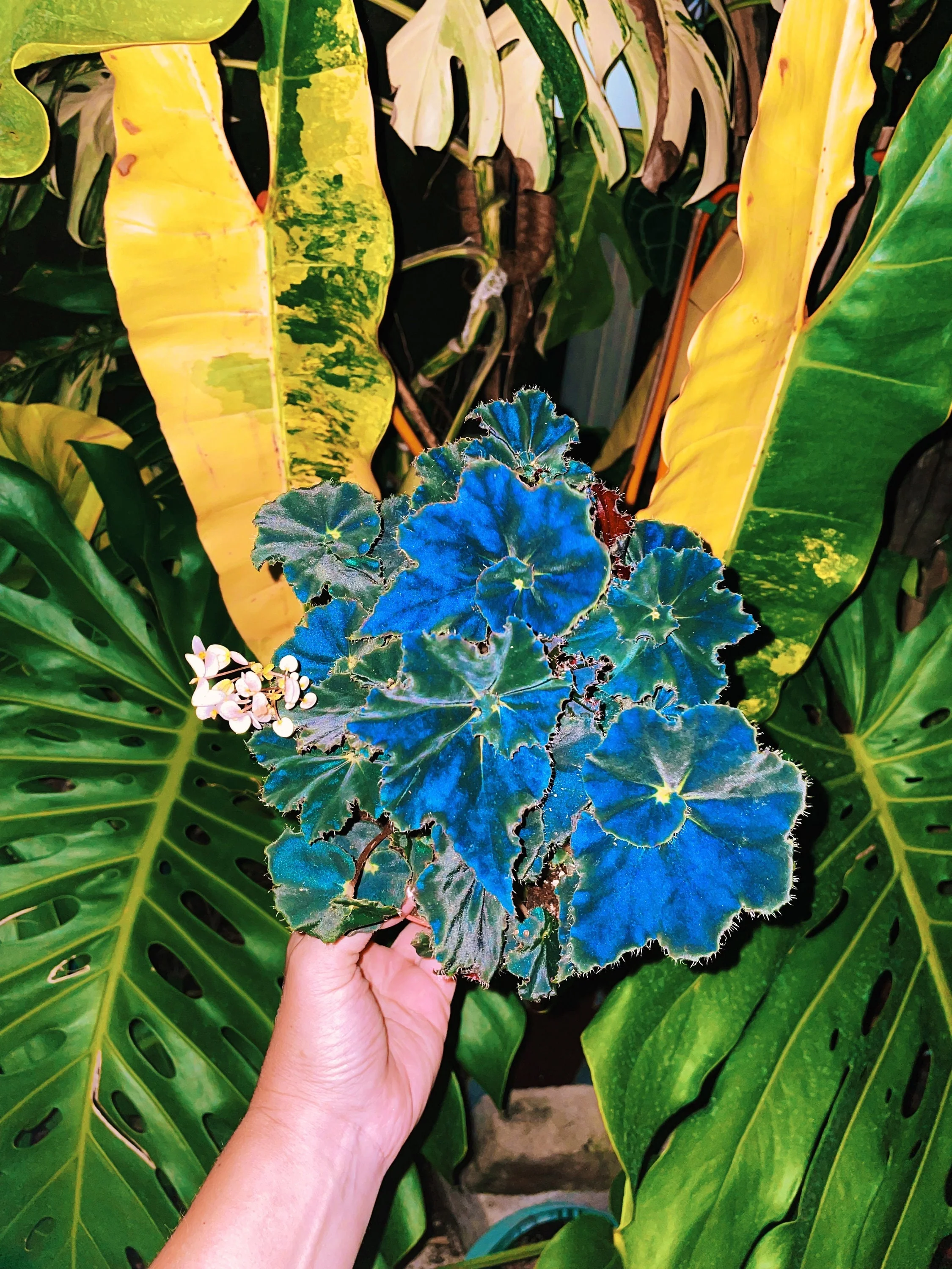 Baby Begonia Rex Dark Mambo