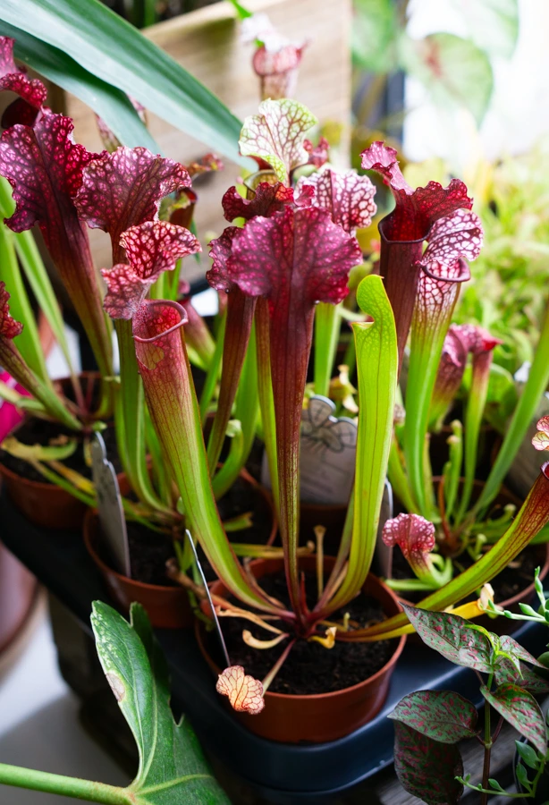 Sarracenia purpurea 'Judith' - mäsožravka