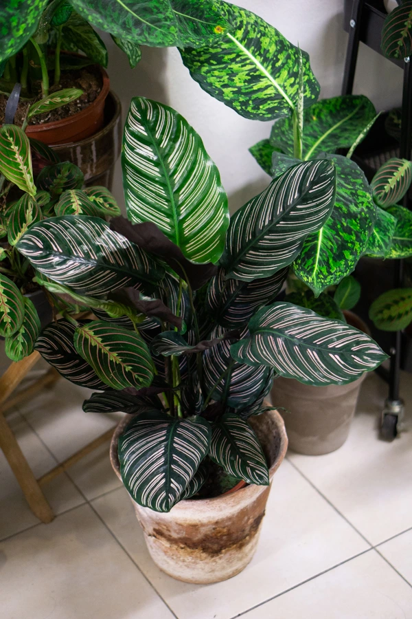 Calathea Ornata Sanderiana 